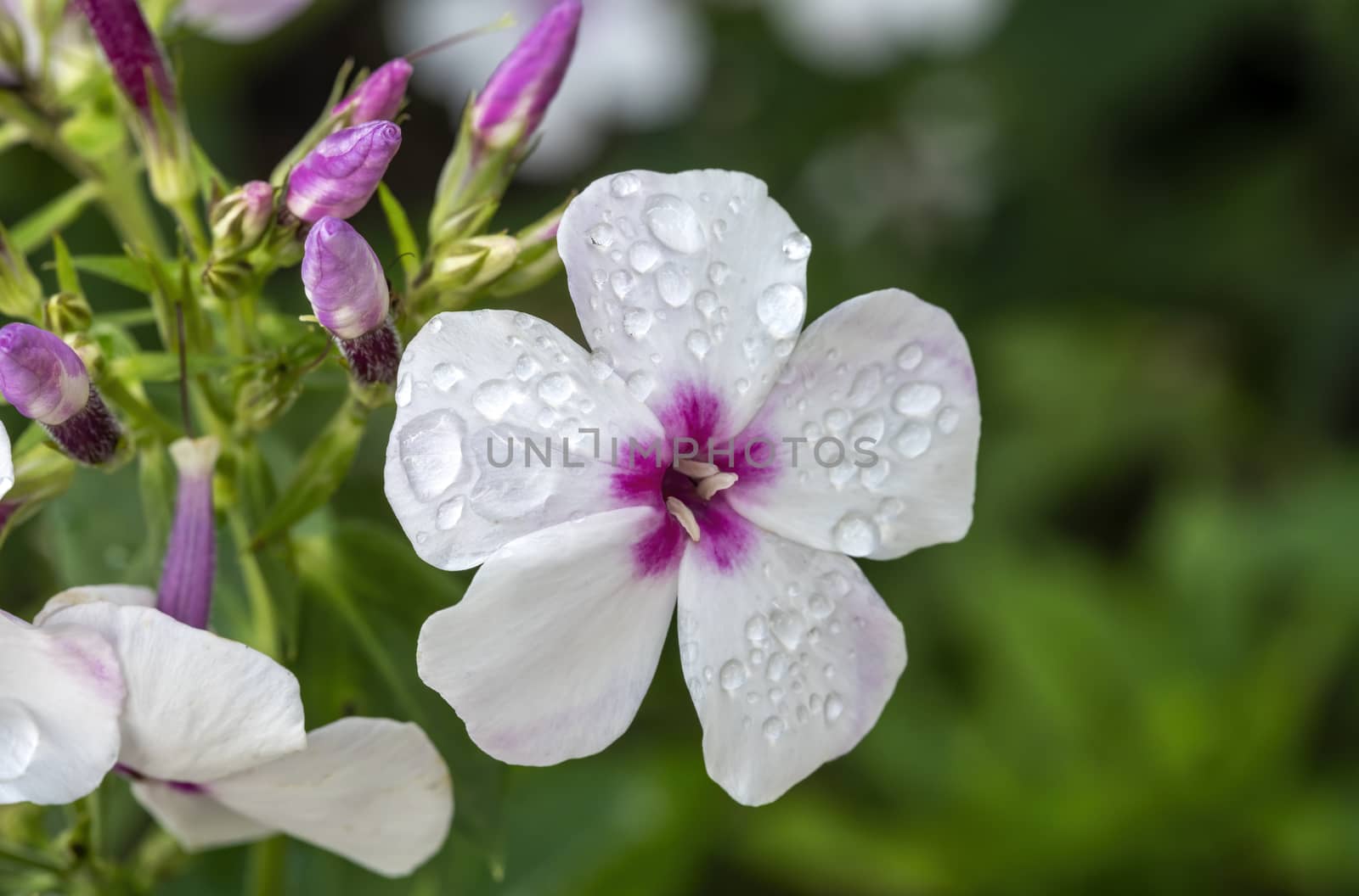 Phlox paniculata 'White Eyes'  by ant