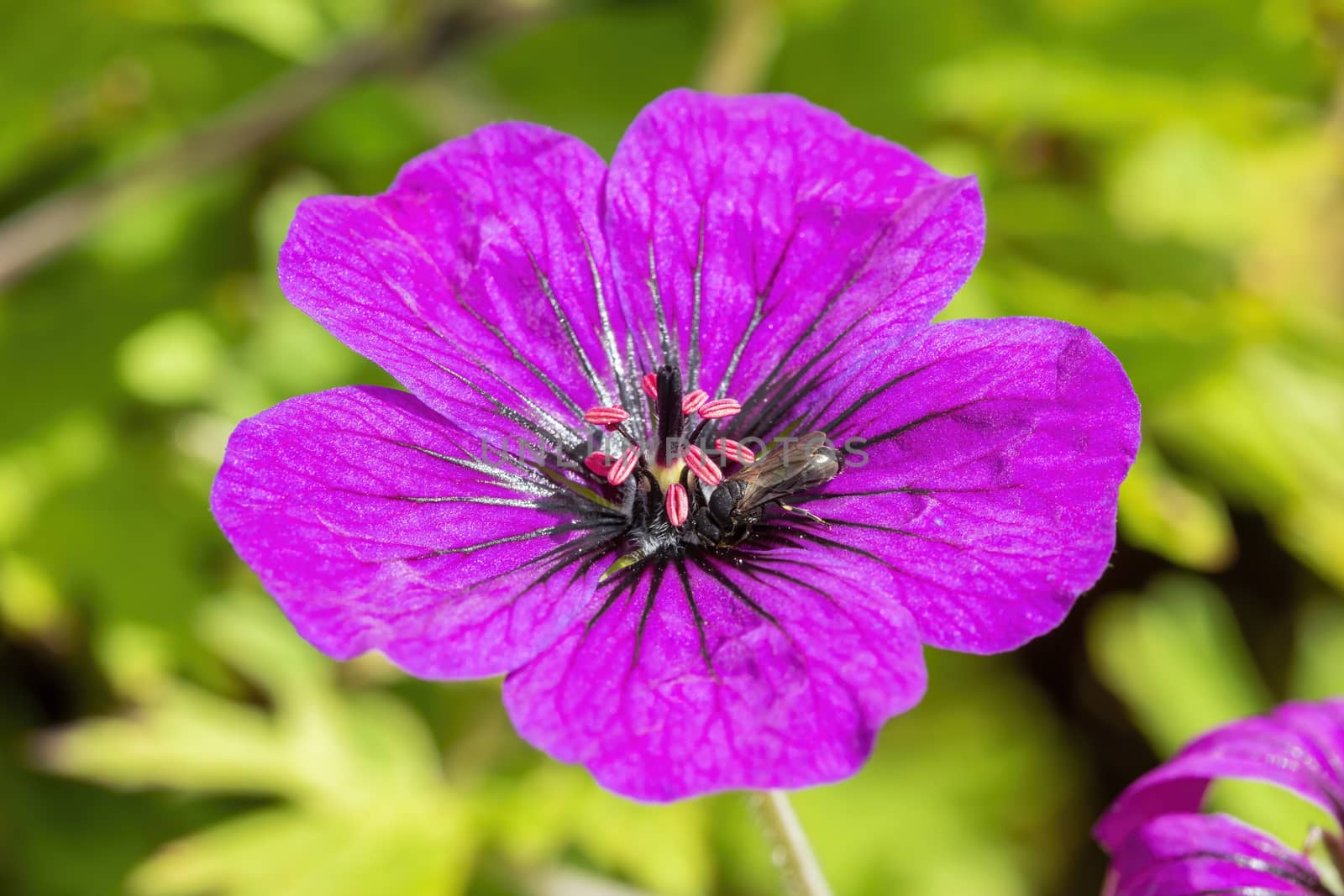Geranium 'Anne Thomson' a magenta pink herbaceous springtime summer flower plant commonly known as cranesbill with insect