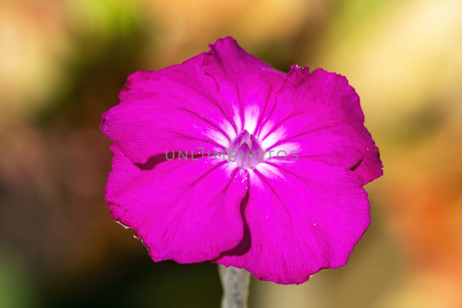 Lychnis coronaria a magenta pink purple summer autumn perennial flower plant commonly known as rose campion