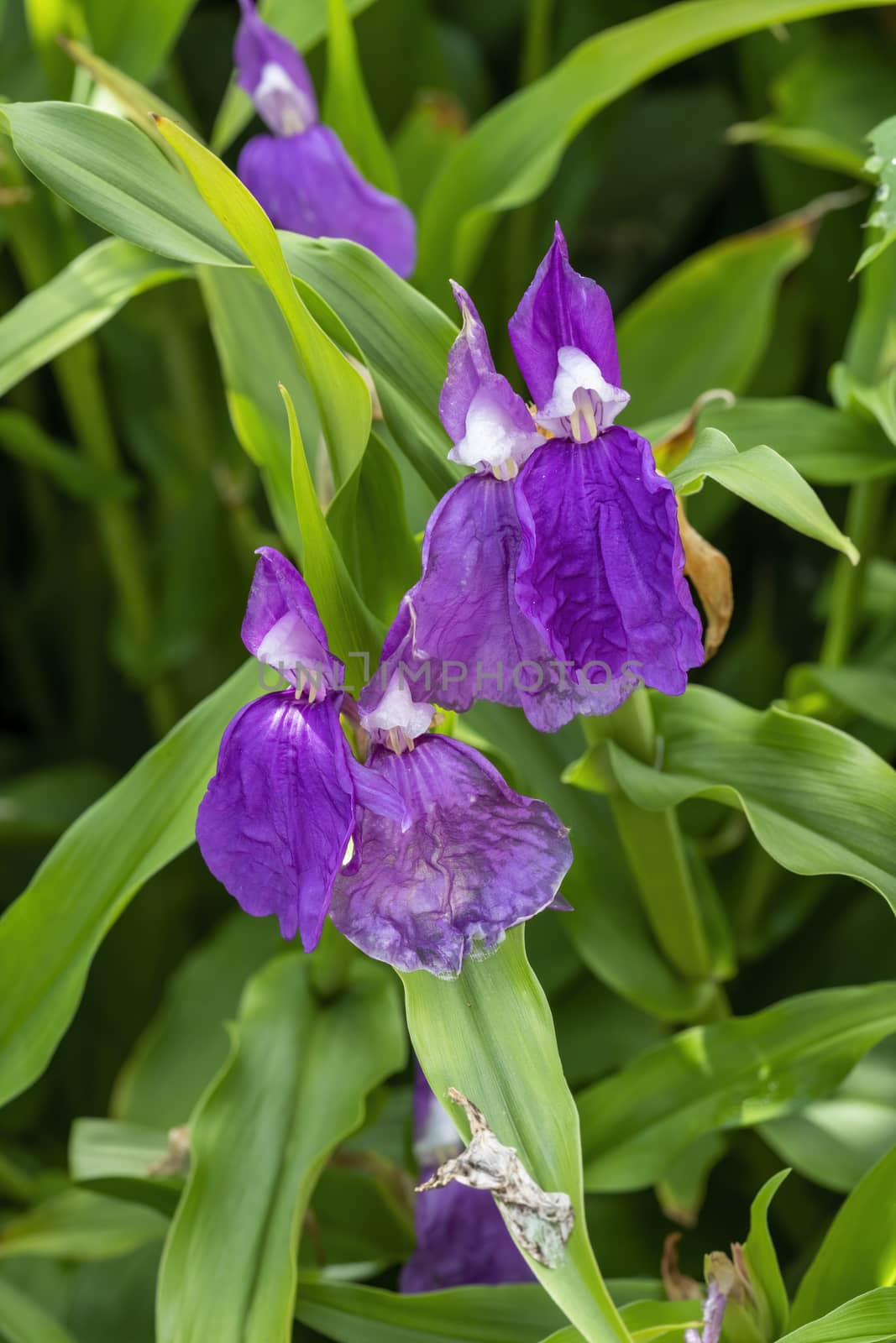 Roscoea a tuberous herbaceous perennial by ant