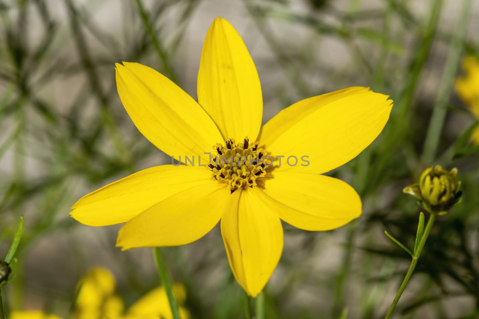 Coreopsis verticillata 'Zagreb' a yellow summer herbaceous  perennial, flower plant commonly known as tickseed