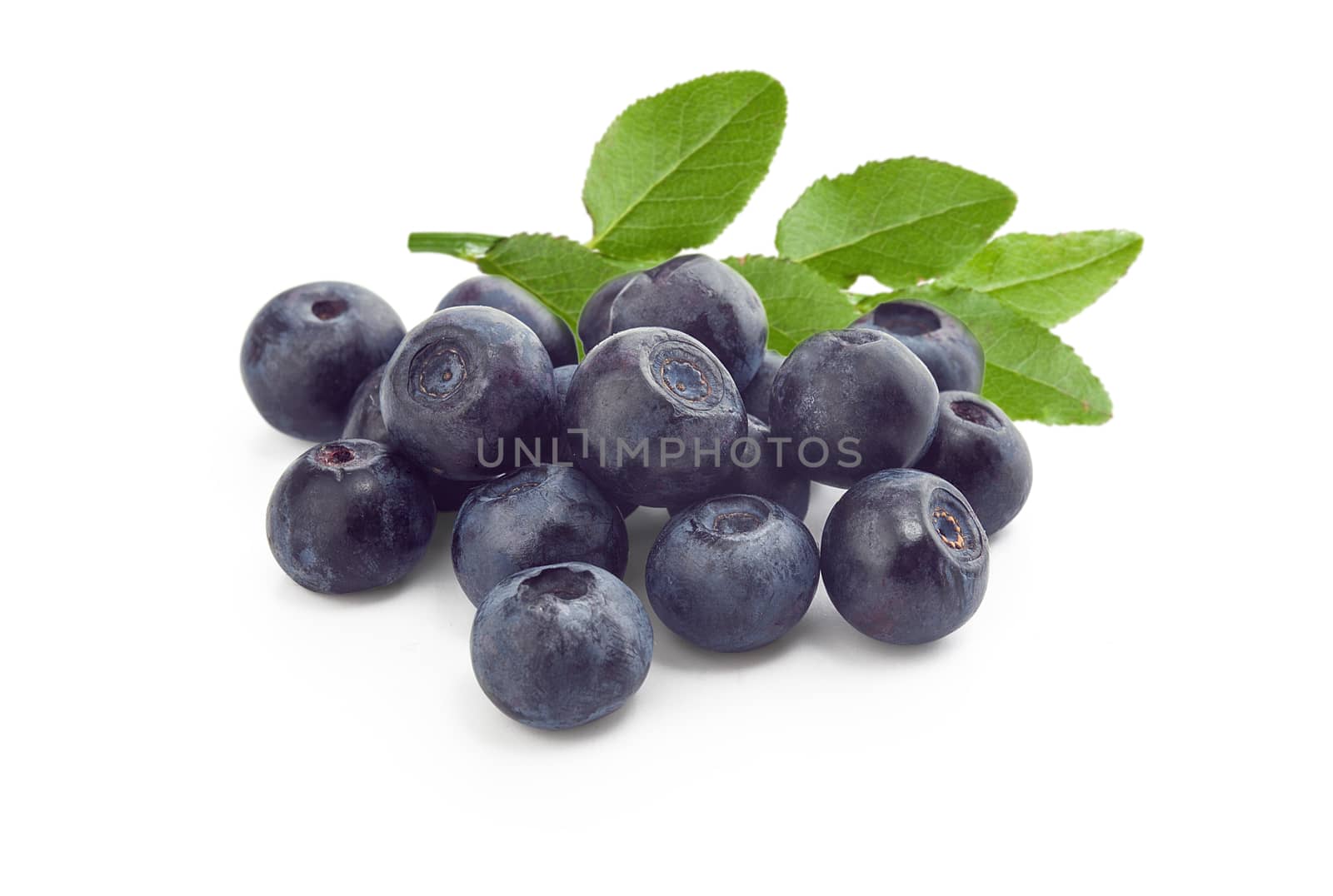 Handful of blueberries with fresh green leaves