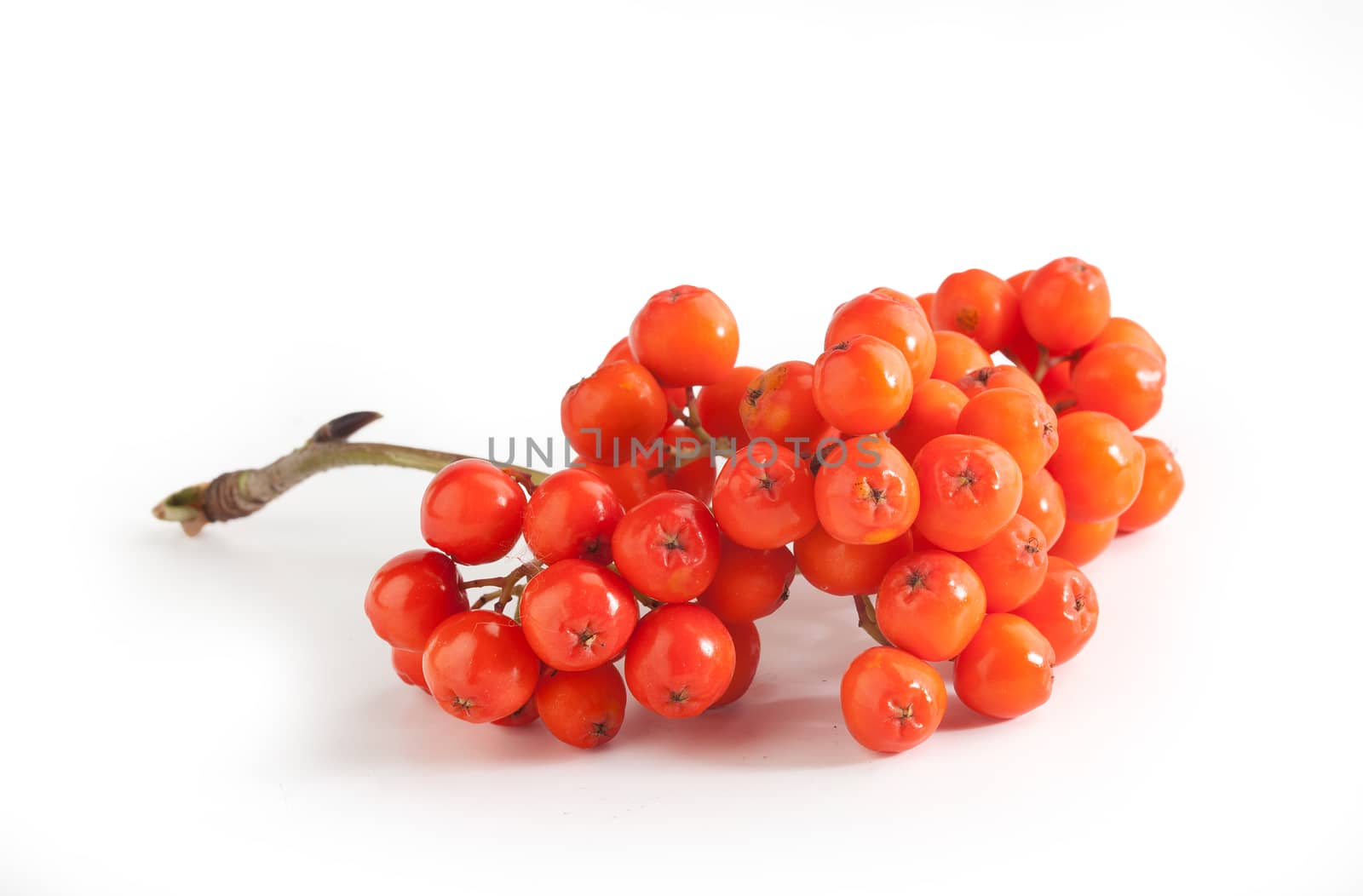 Isolated bunch of raw Rowan with berries on the white