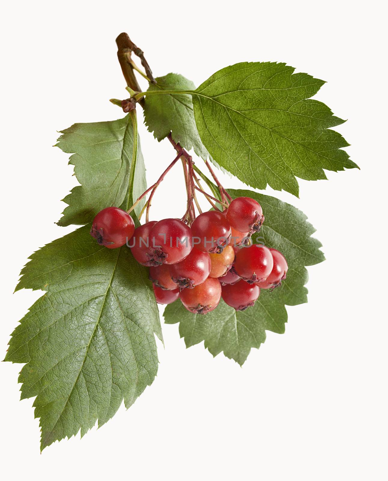 Isolated branch of hawthorn with berries and leaves