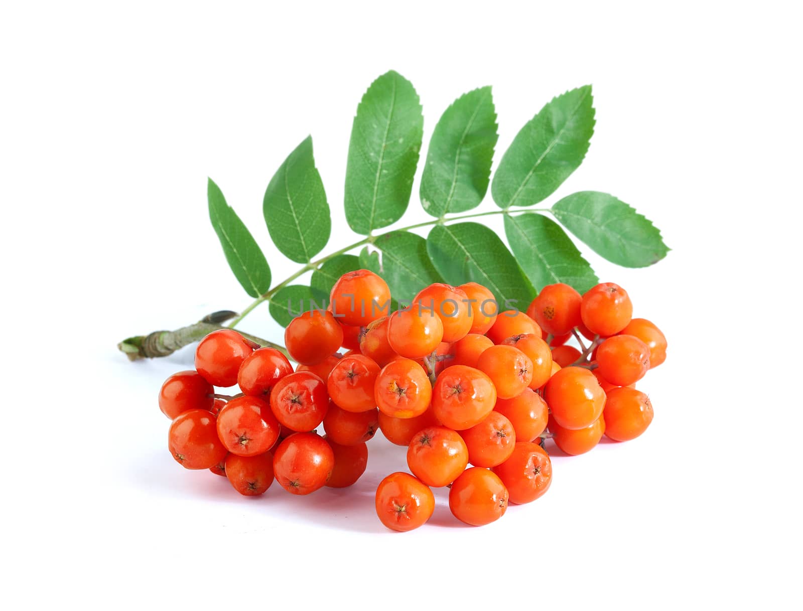 Bunch of raw Rowan with berries and leaves