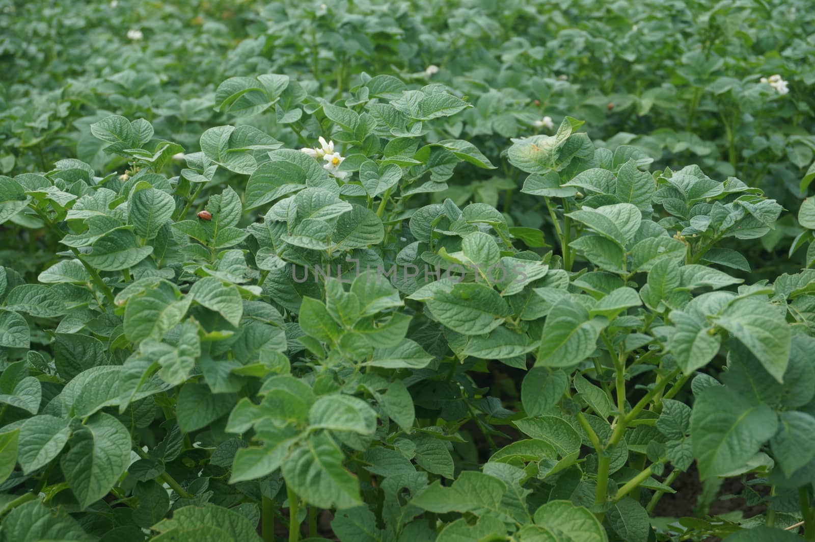 Green potato field by Angorius