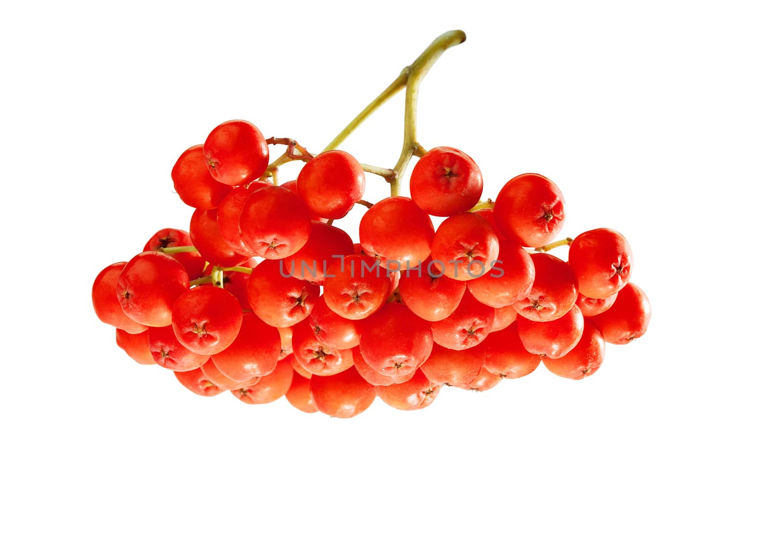 Isolated bunch of raw Rowan with berries on the white