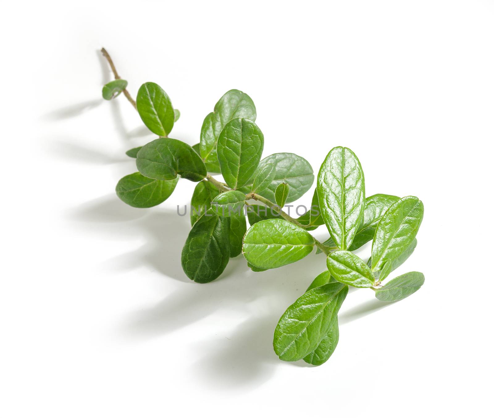 Isolated green branch of cowberry 