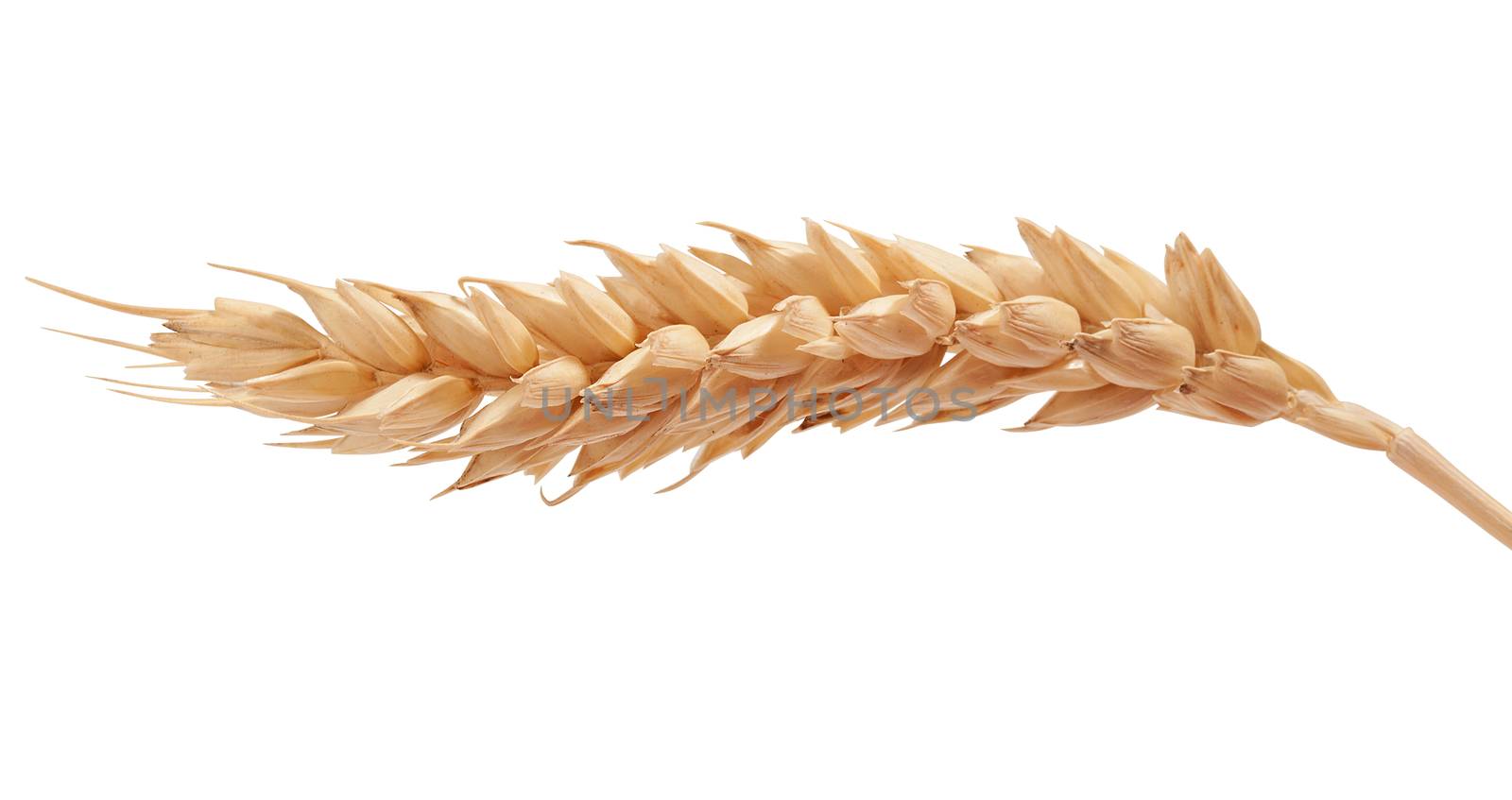 One isolated yellow wheat spikelet on the white background