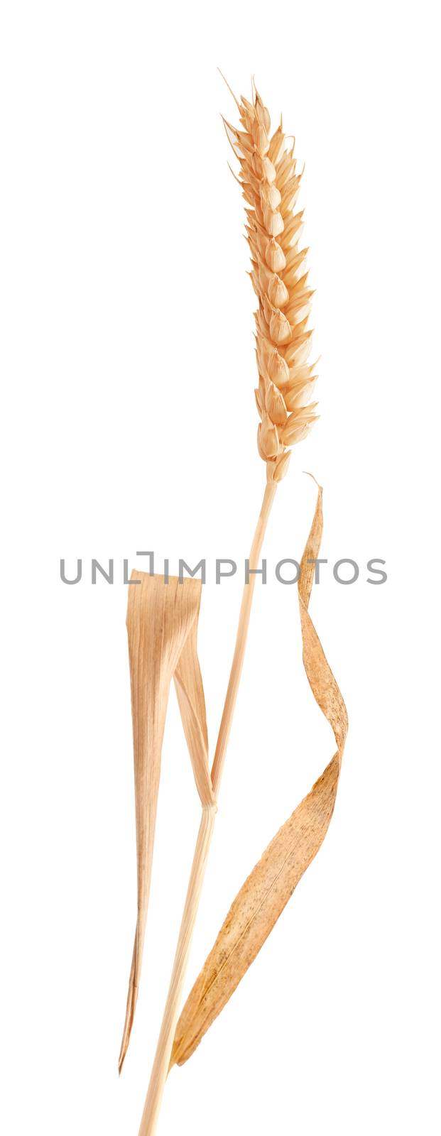 Spikelet of wheat by Angorius