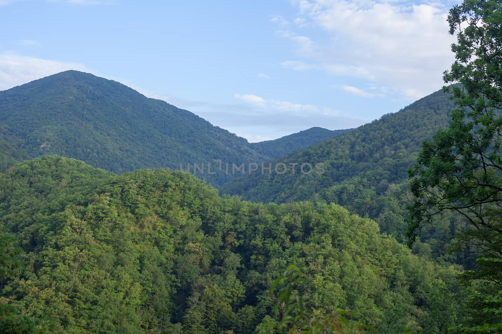 Green forested mountains  by Angorius