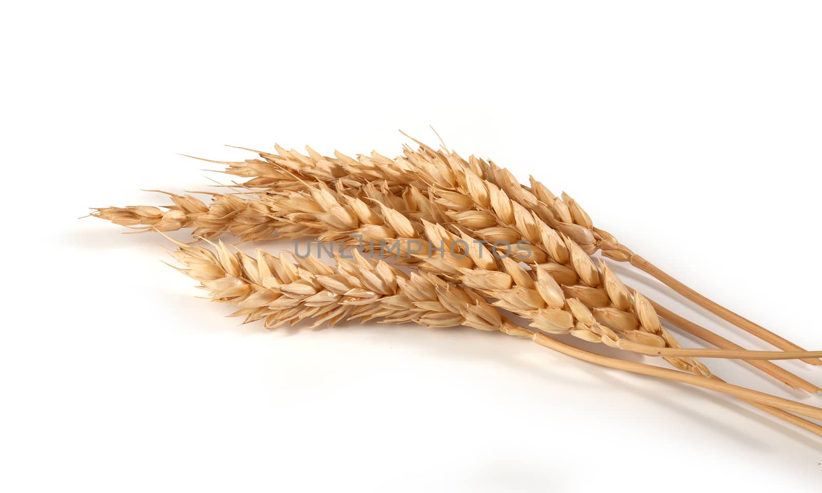 Some spikelets of wheat by Angorius