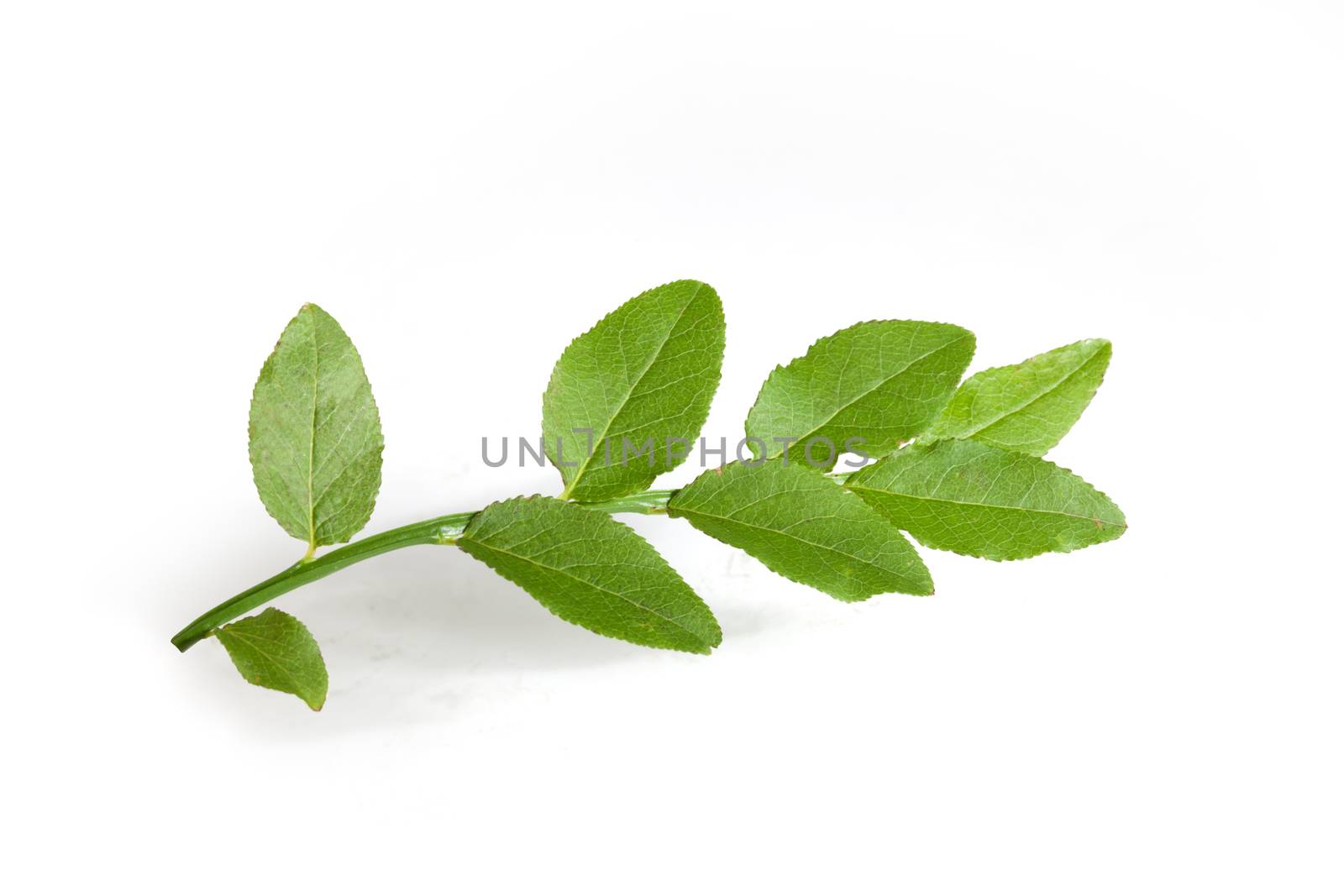 Isolated green branch of blueberry on the white