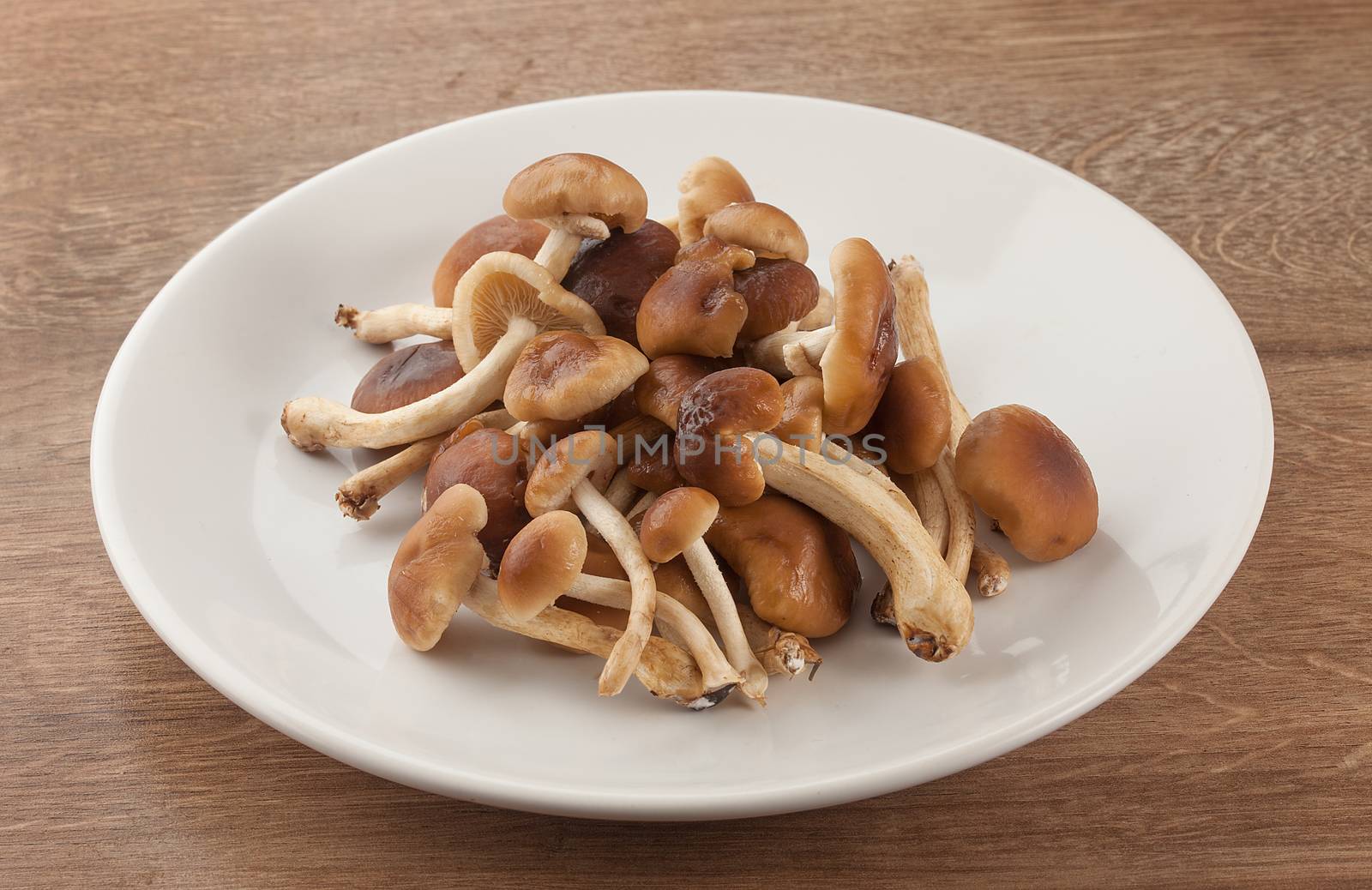 Handful of honey agaric on the white plate