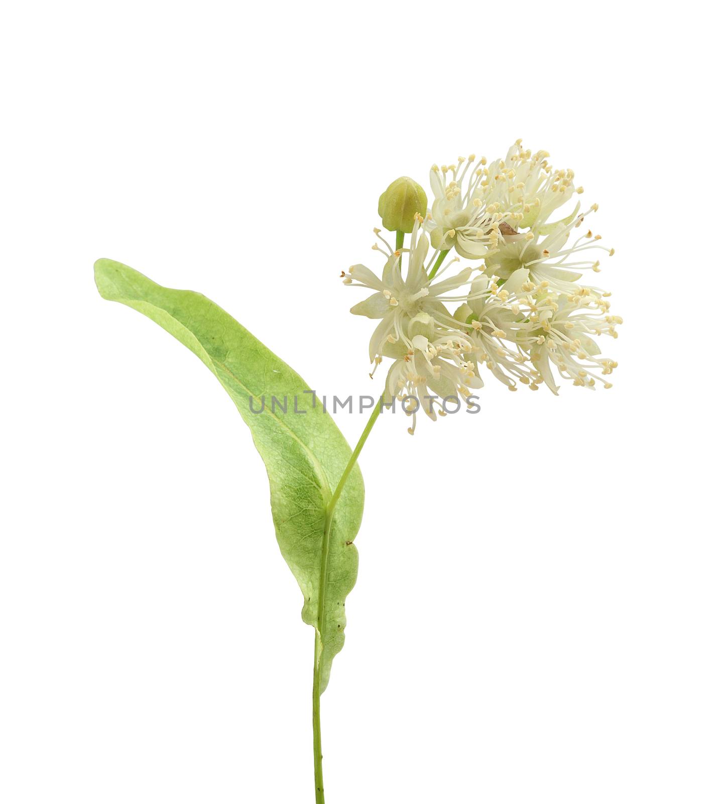 Isolated flower of the linden on the white background