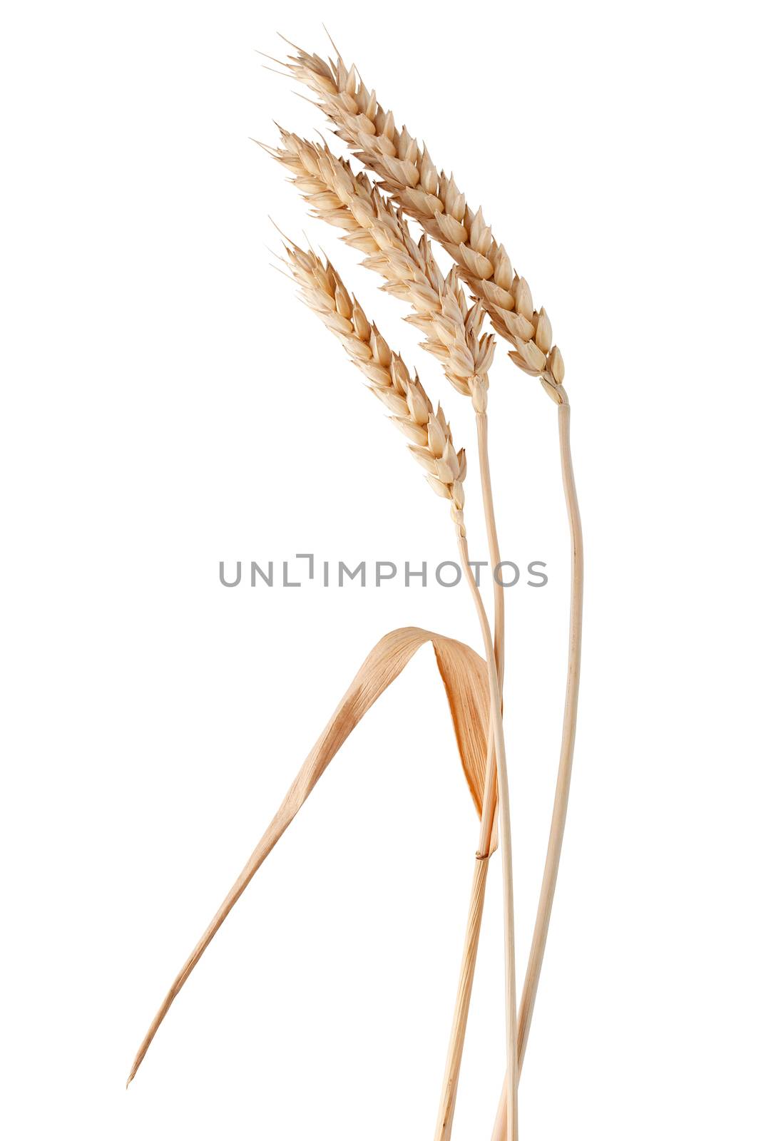Three isolated yellow wheat spikelets on the white background