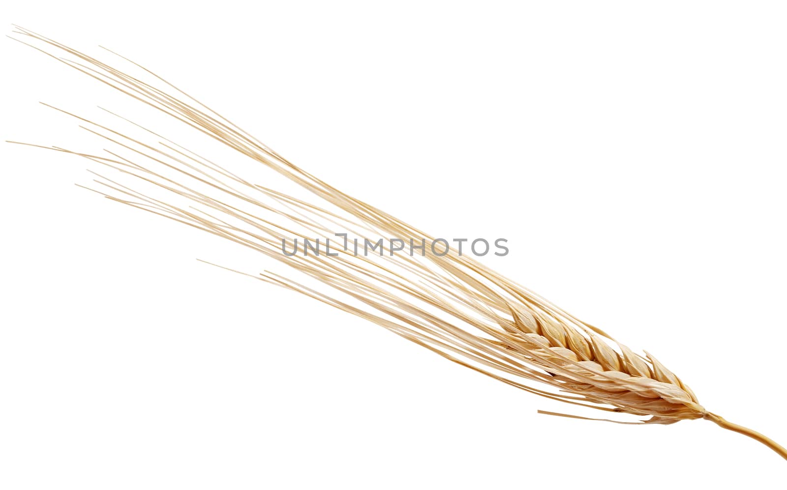 One isolated yellow rye spikelet on the white background