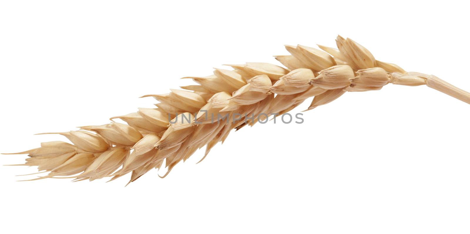 One isolated yellow wheat spikelet on the white background