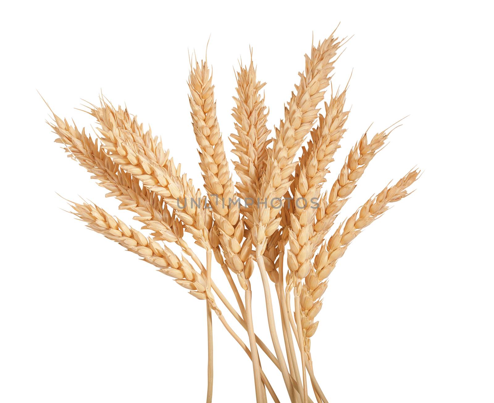 Sheaf of yellow wheat spikelets on the white background
