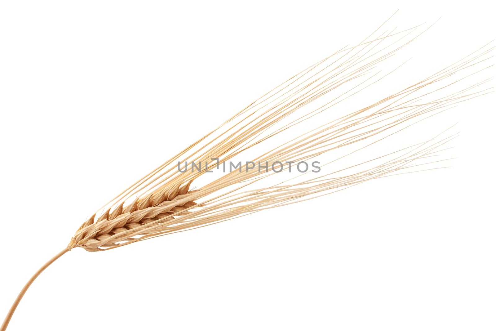 One isolated yellow rye spikelet on the white background