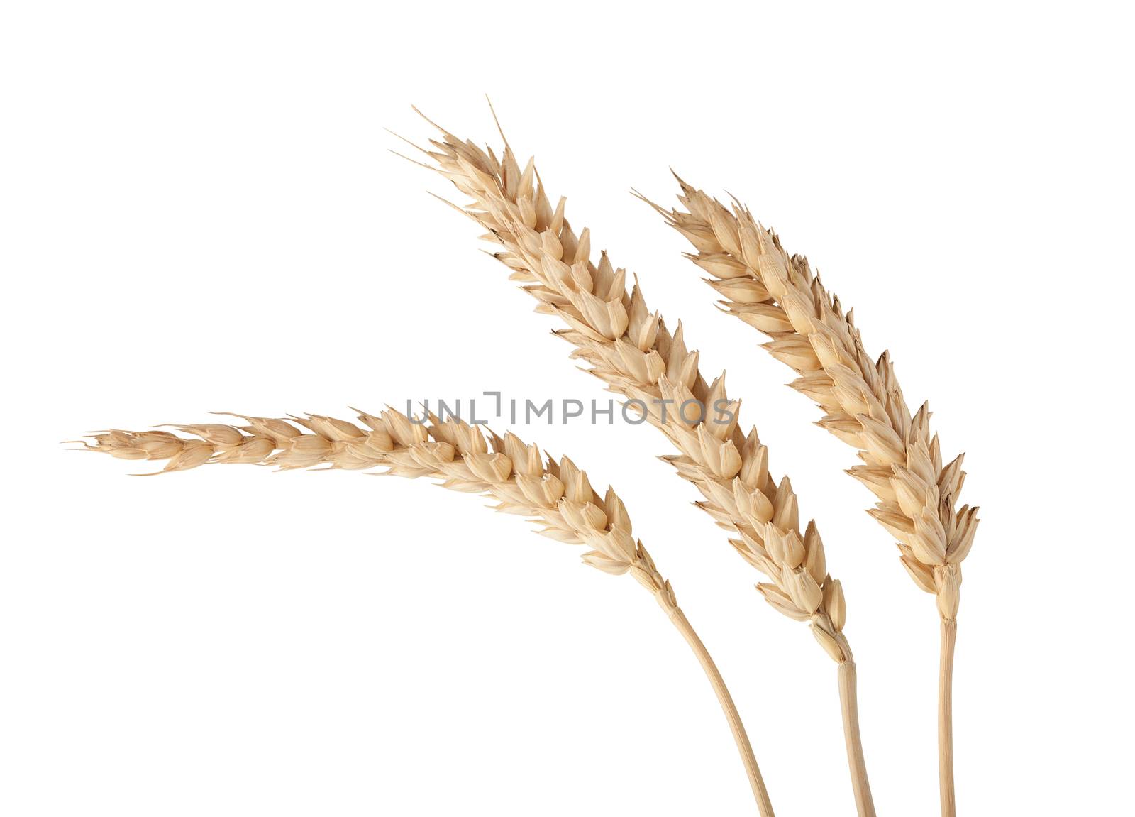 Three isolated yellow wheat spikelets on the white background