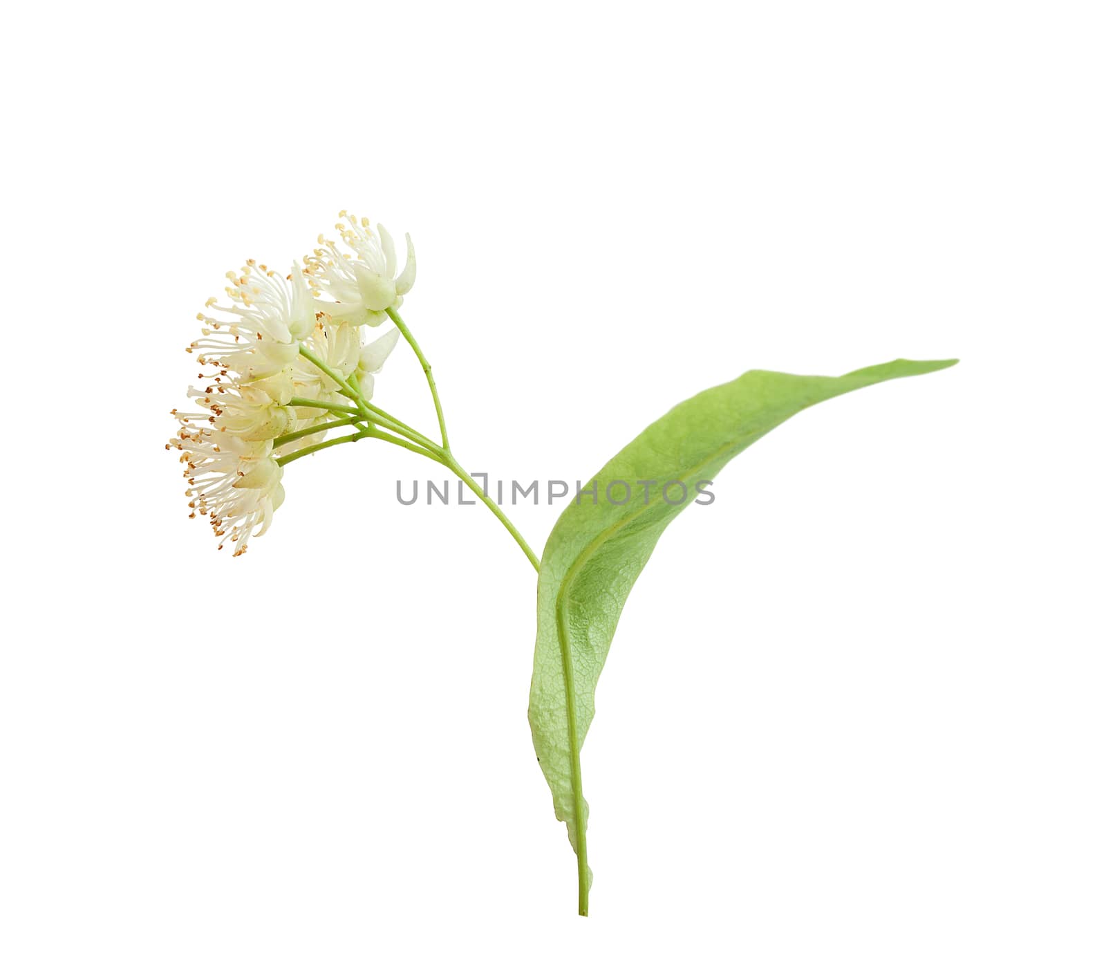 Isolated linden flower by Angorius
