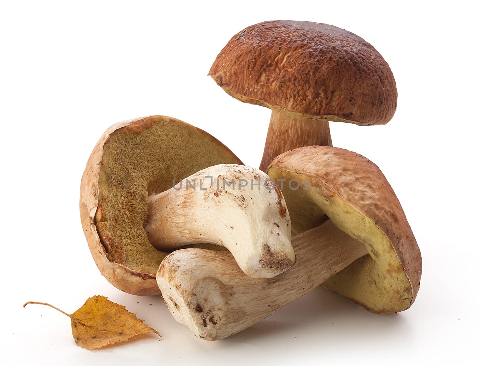 Three white mushrooms with yellow birch leaves on the white background