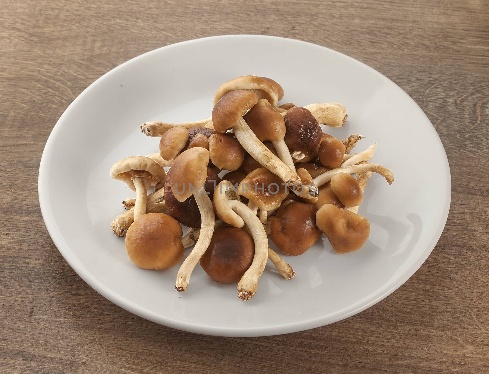 Handful of honey agaric on the white plate