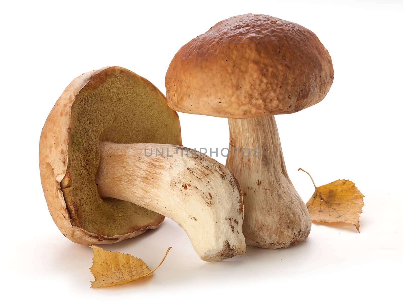 Three white mushrooms with yellow birch leaves on the white background