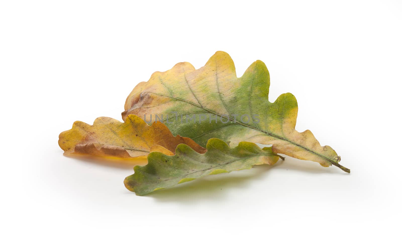 Isolated green and yellow oak leaves on the white background