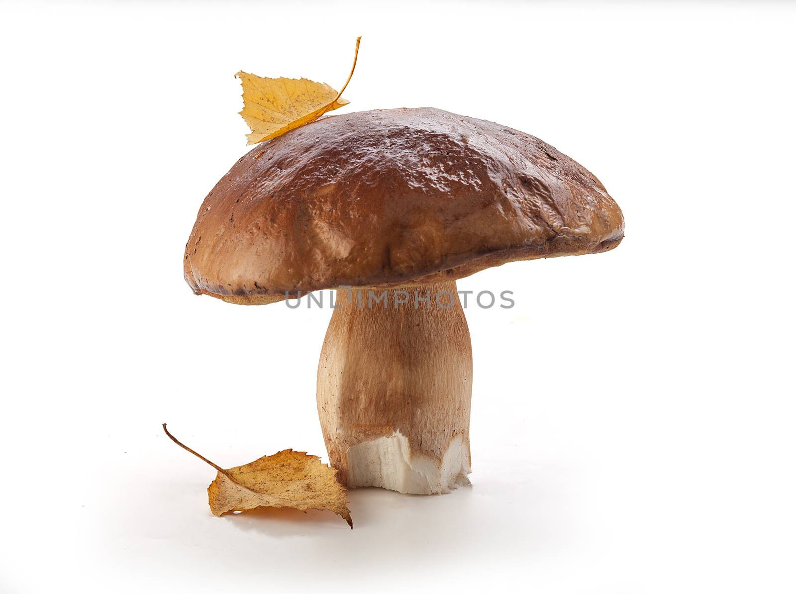 Isolated raw white mushroom with birch leaf on the white background