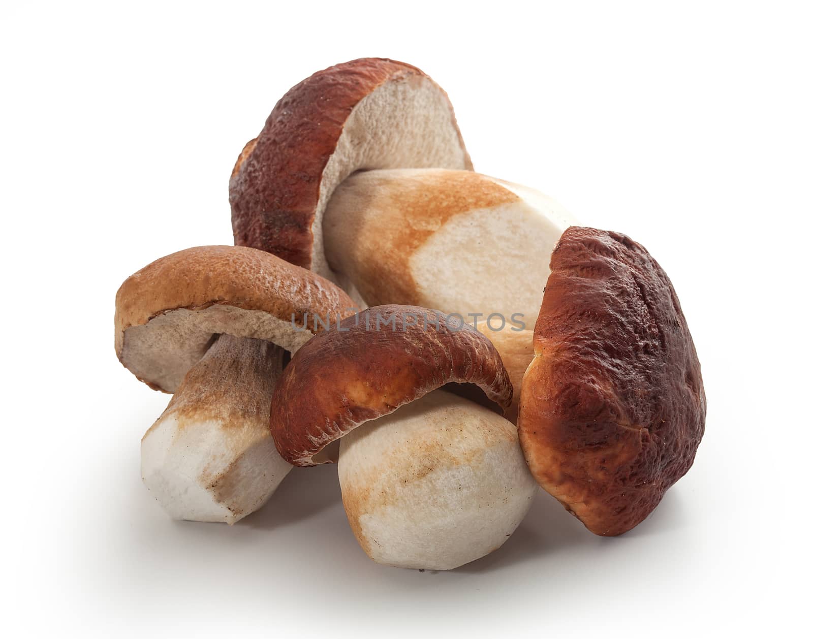 Isolated white mushrooms by Angorius