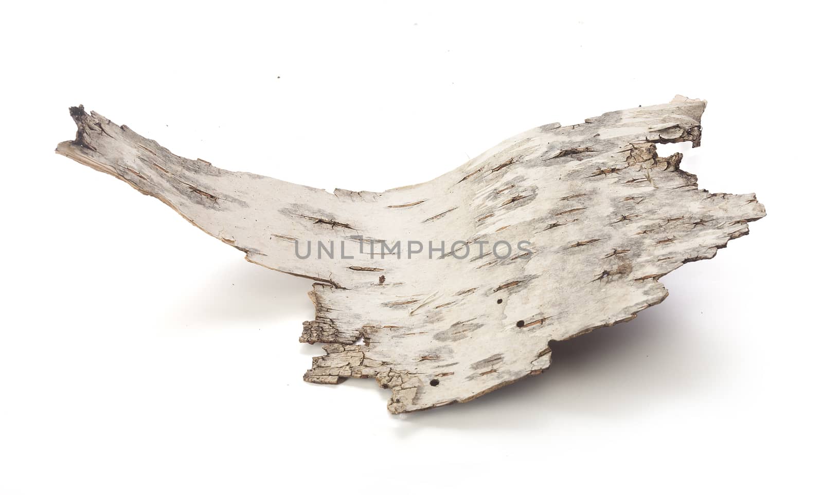 Isolated piece of birch bark on the white