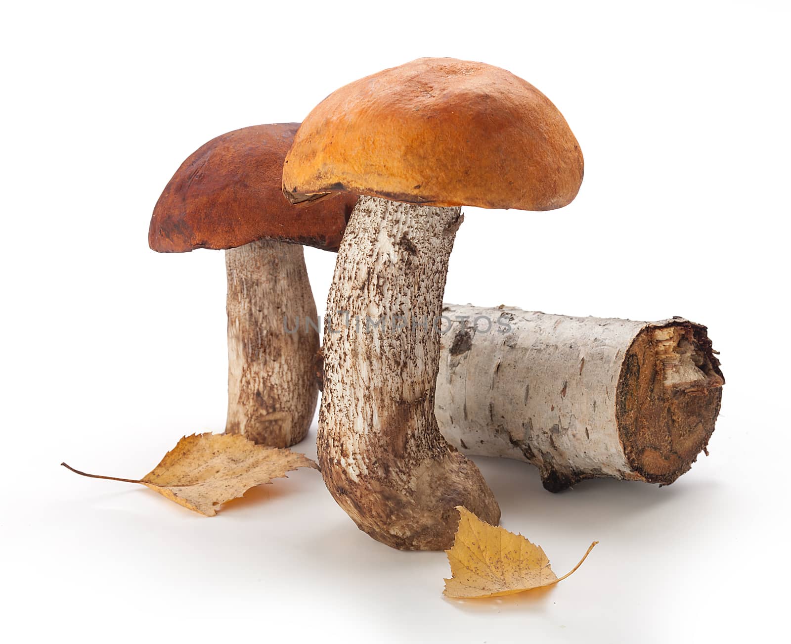 Isolated raw aspen mushrooms on the white background