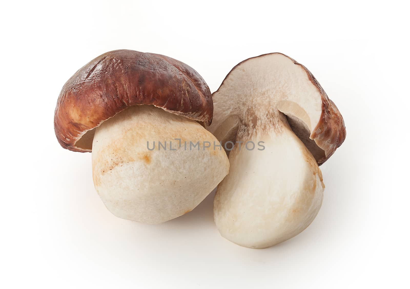 Isolated raw white mushrooms on the white background