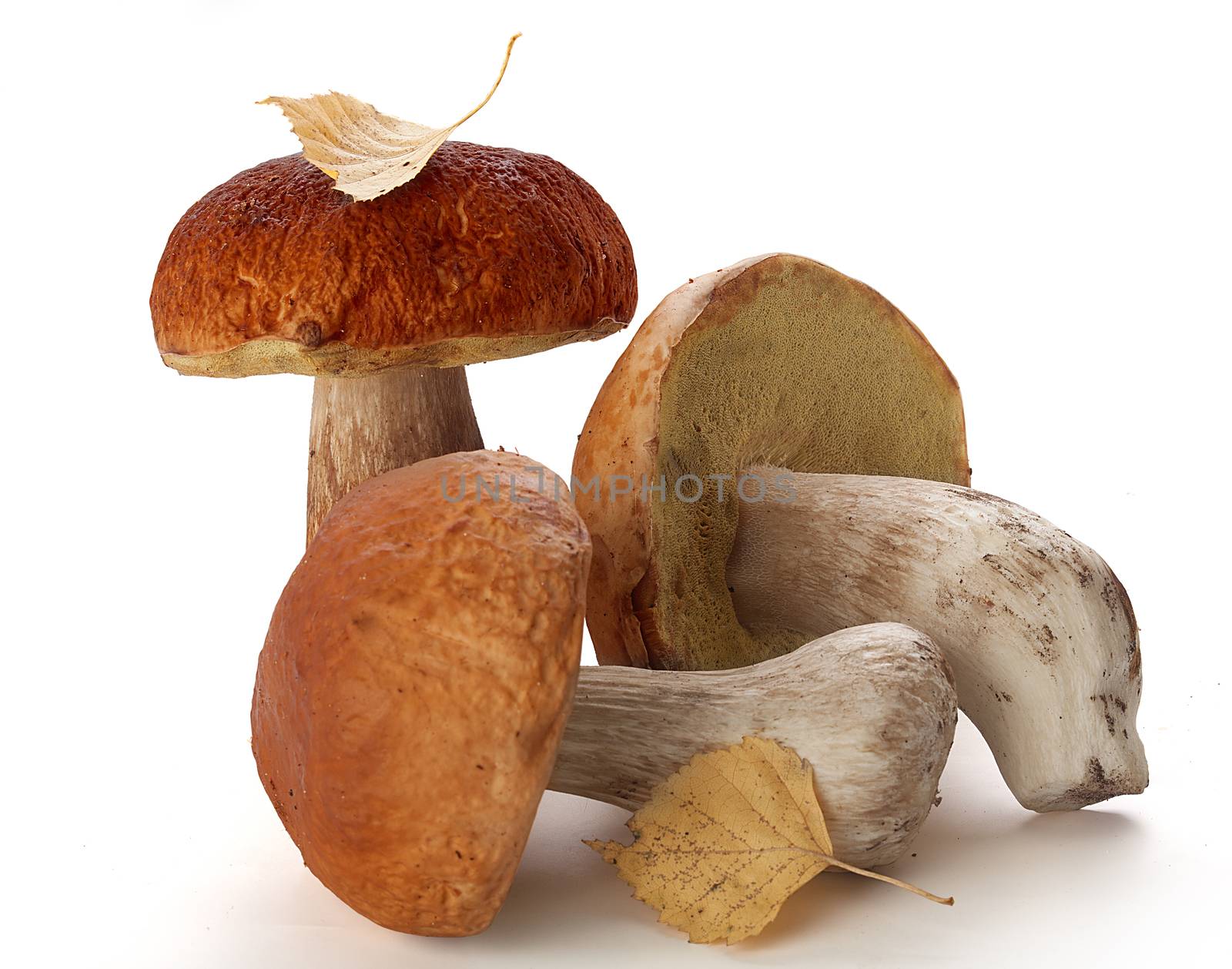 Three white mushrooms with yellow birch leaves on the white background