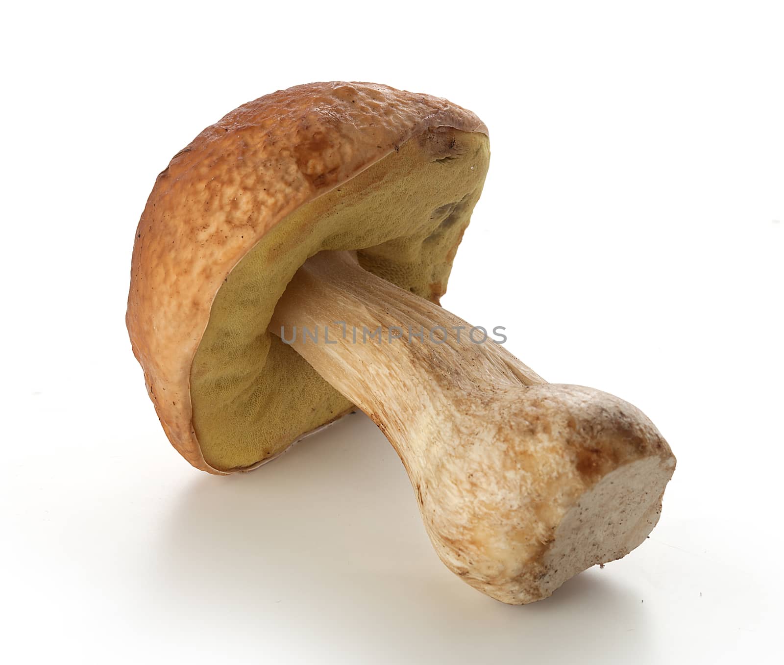 Isolated raw white mushroom on the white background