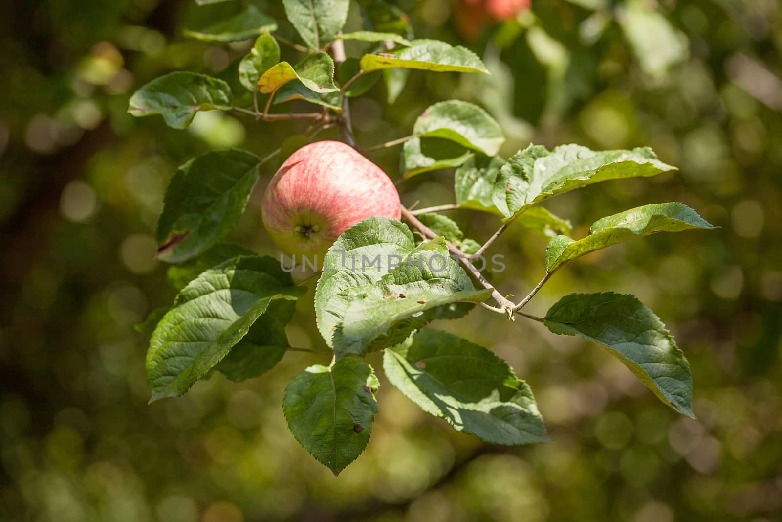 Apple's branch with leaves and fruit