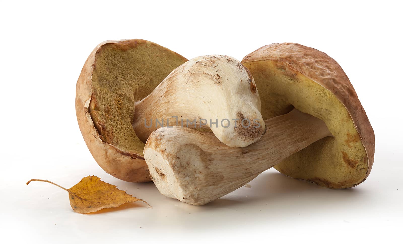 Isolated raw white mushroom with birch leaf on the white background