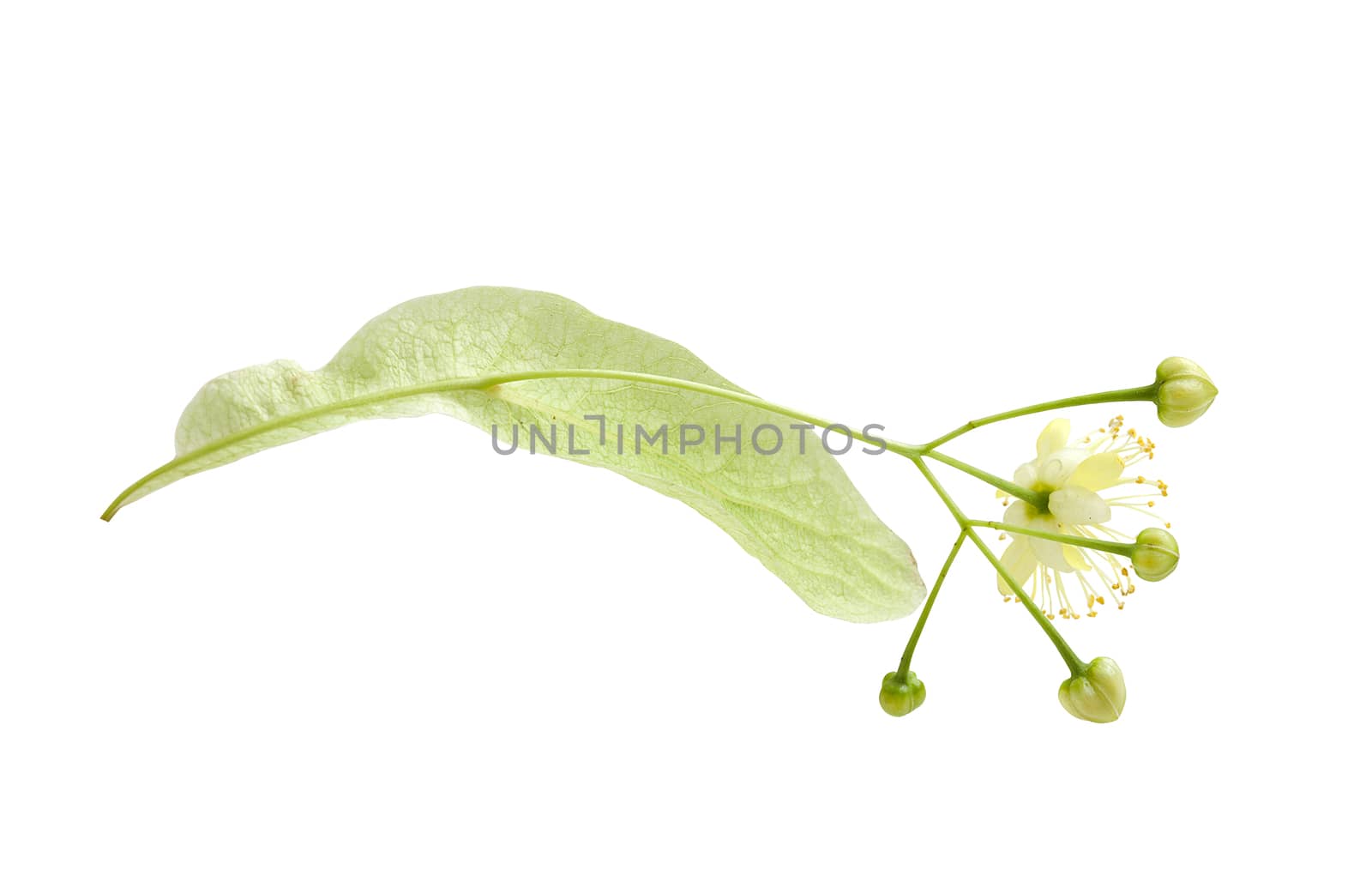 Isolated fresh flower of linden on the white