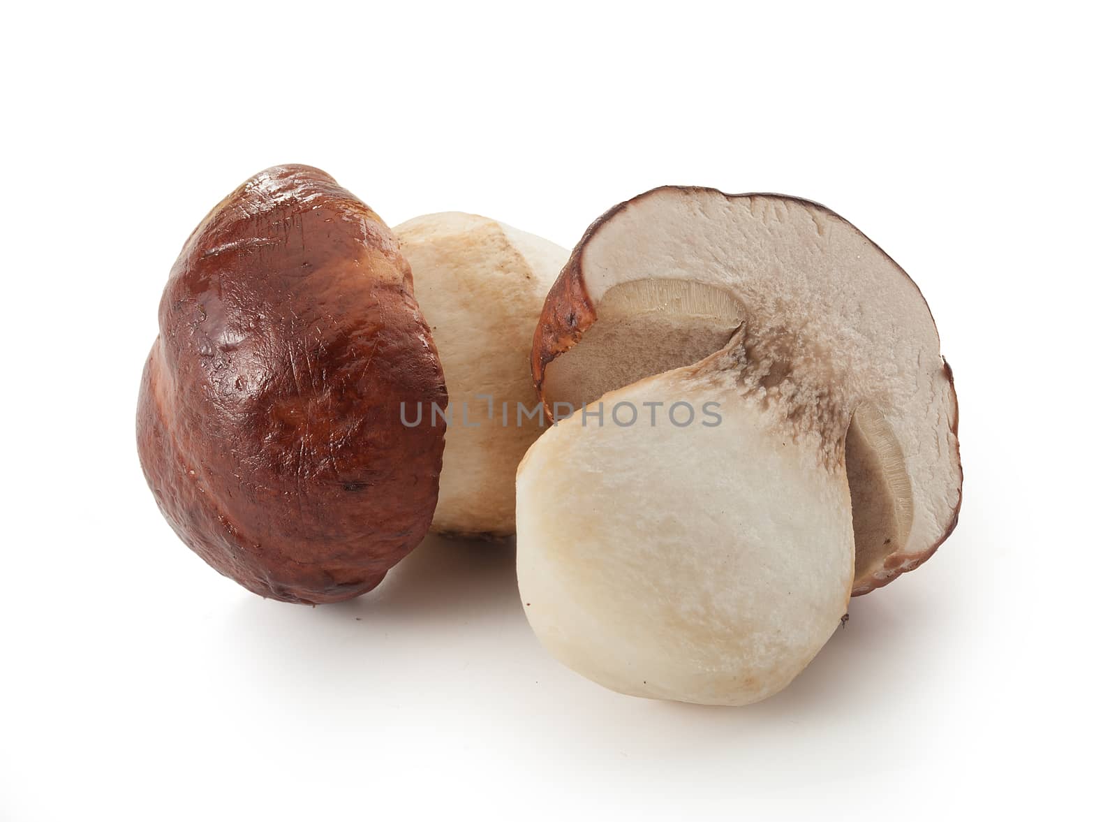 Isolated raw white mushrooms on the white background