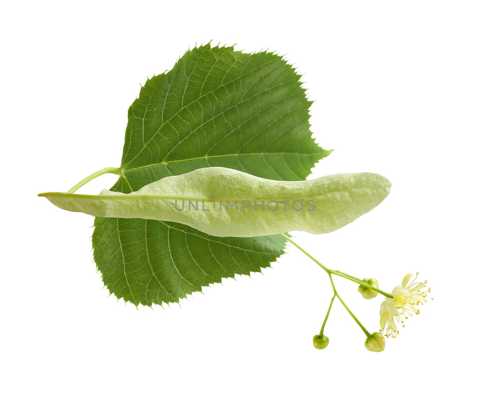 Isolated fresh flower anf leaf of linden on the white