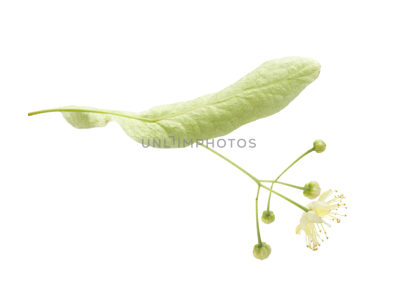 Isolated fresh flower of linden on the white