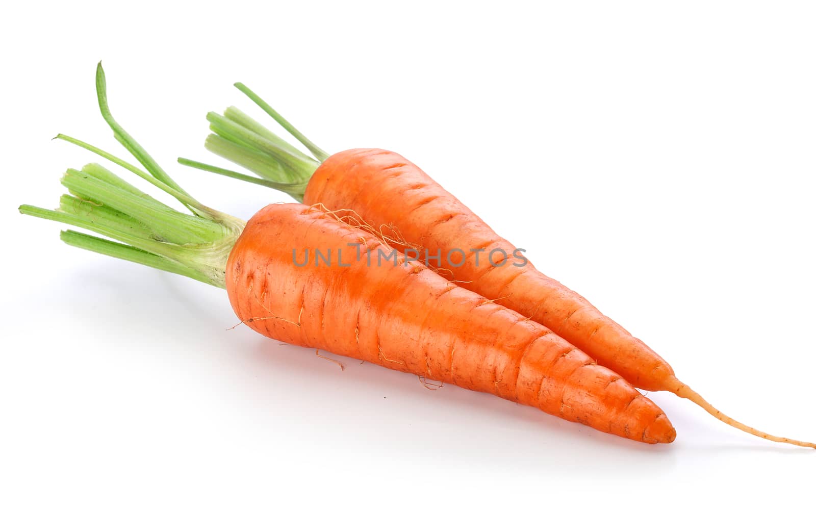 Isolated two fresh whole raw carrots on the white background