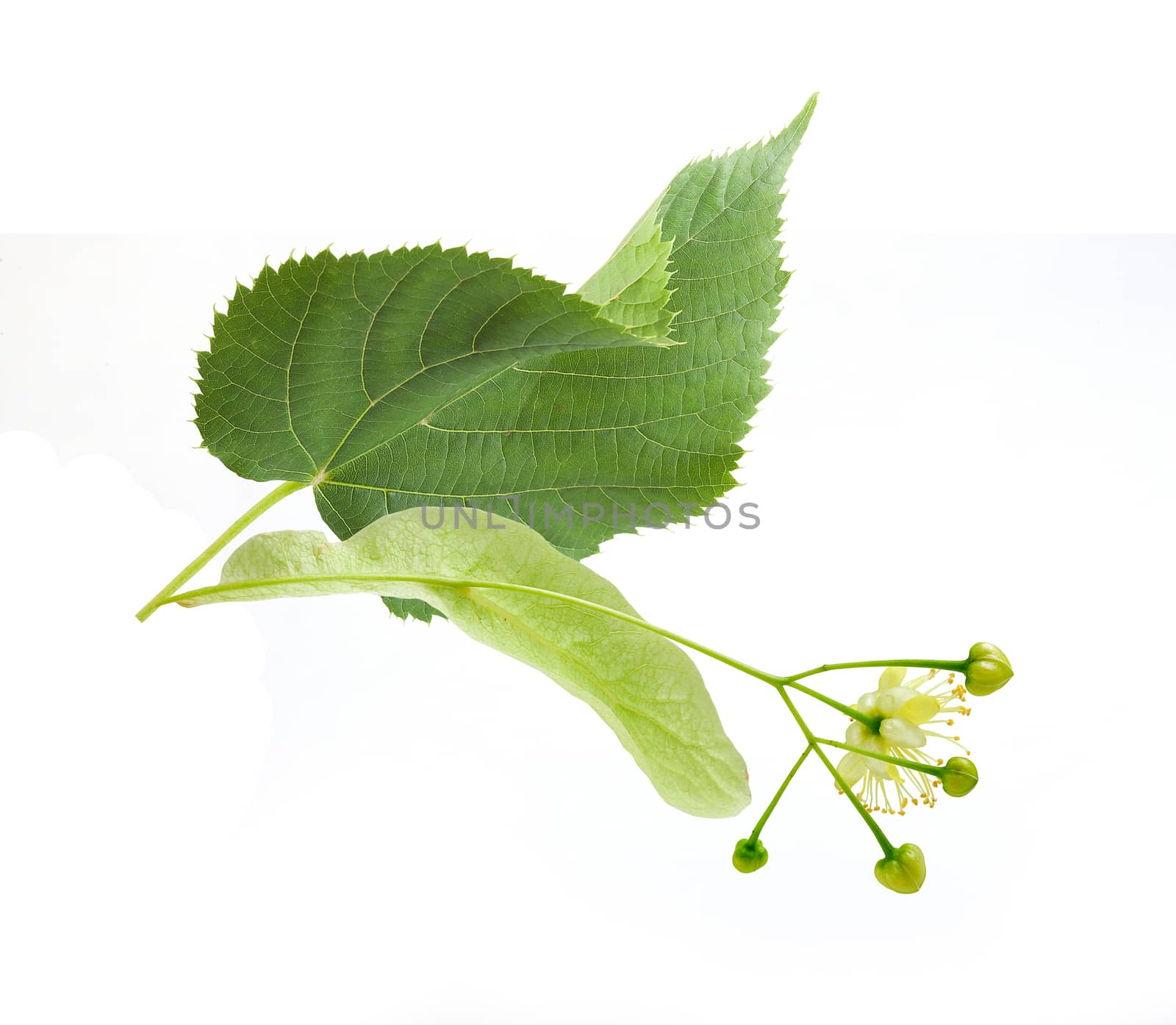 Isolated fresh flower anf leaf of linden on the white