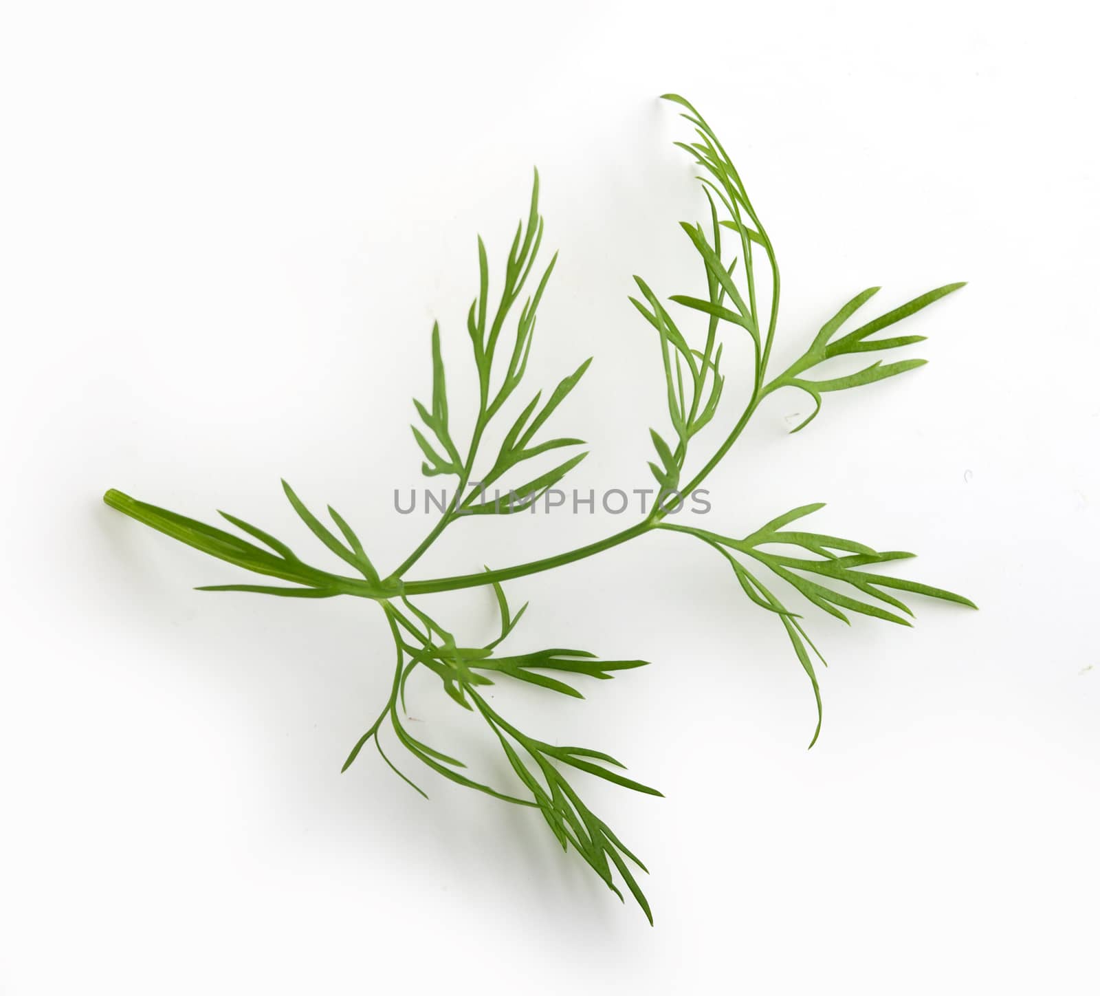 Sprig of green dill by Angorius