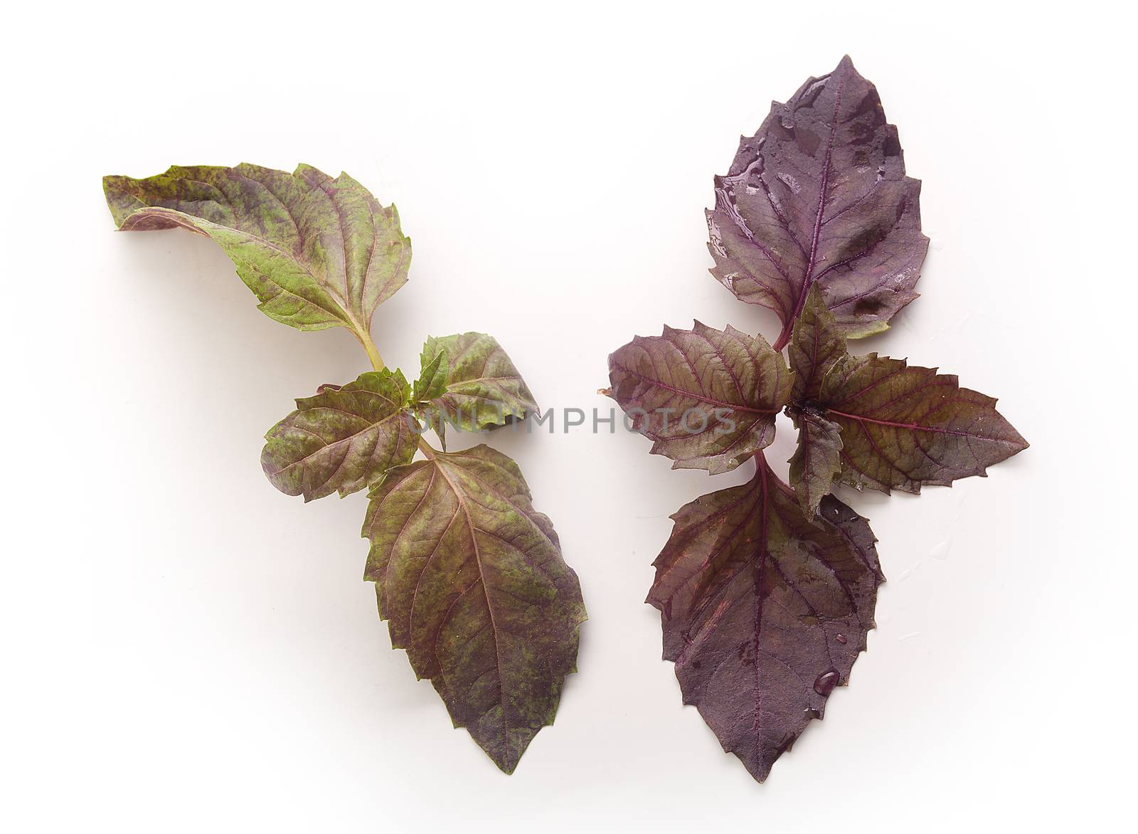 Two branch of purple basil by Angorius