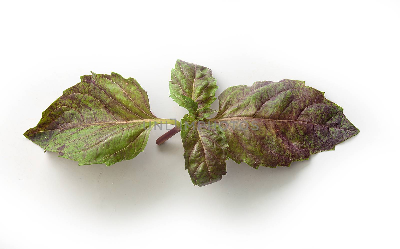 Top view of branch of fresh green and purple basil on the white