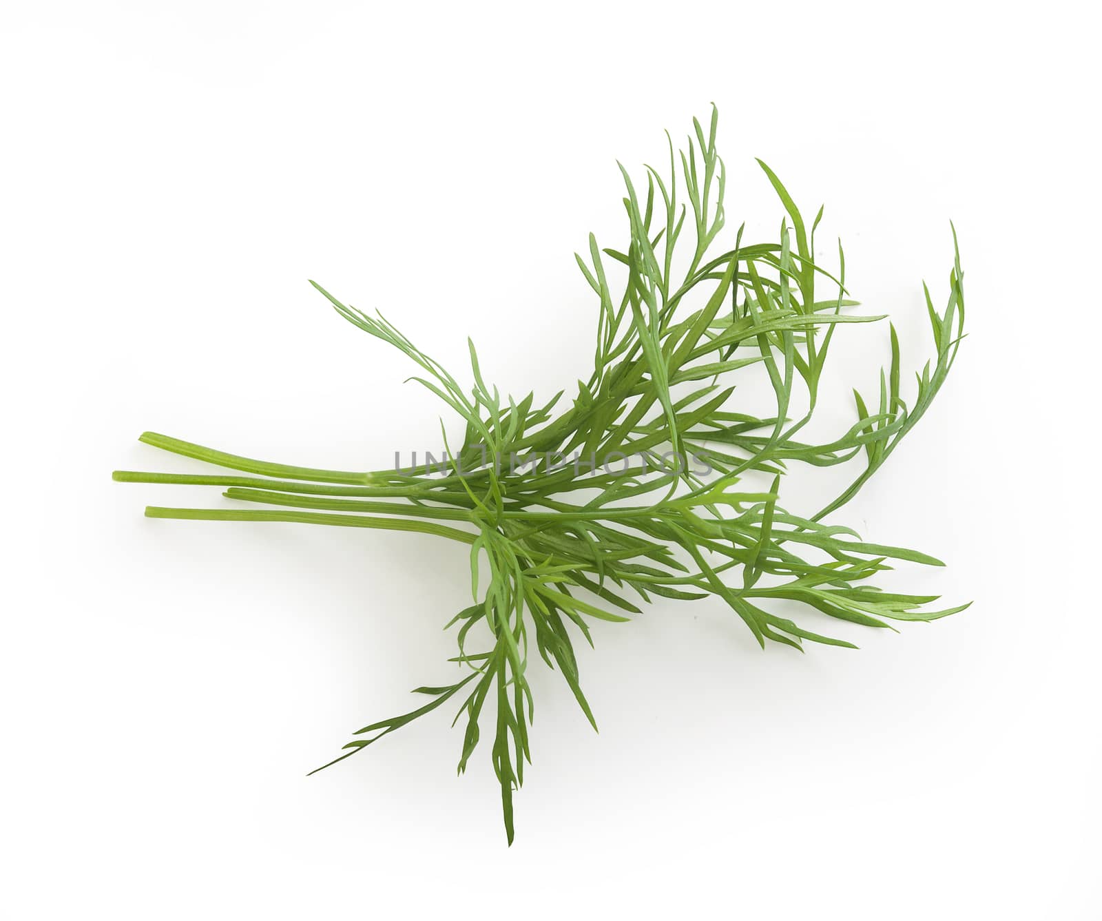 Small bundle of dill sprigs by Angorius