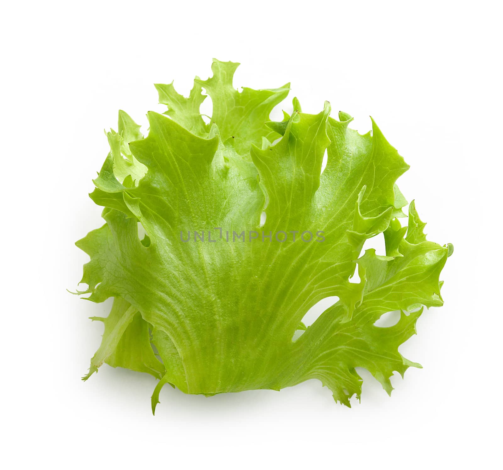 Top view of fresh green lettuce on the white background